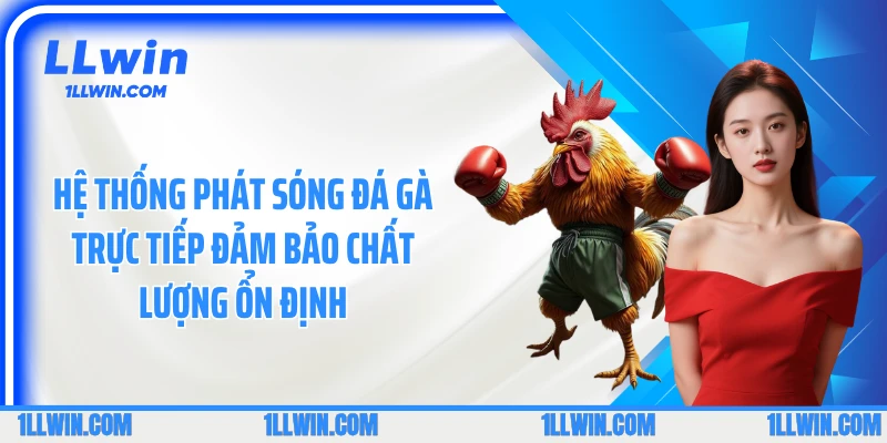Hệ thống phát sóng đá gà trực tiếp đảm bảo chất lượng ổn định